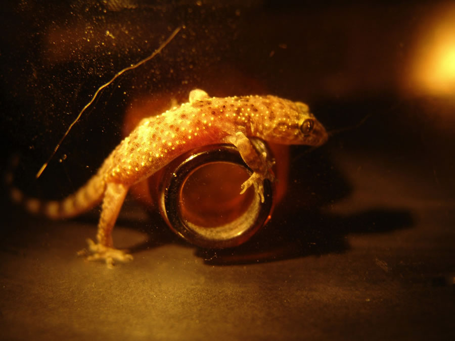 Miniscule Gecko